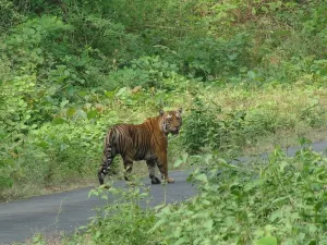 pykara and mudumalai